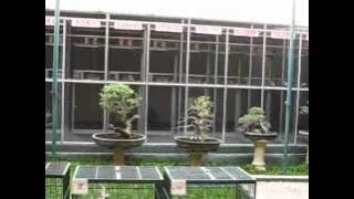 perkutut teratai markas jupiter