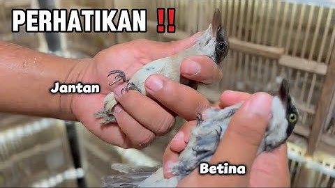 INILAH DETAIL PERBEDAAN JINJING PETULAK KALIMANTAN JANTAN & BETINA‼️