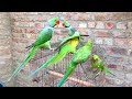 Cute Talking Parrots Sound | Alexander Talking Parrot Voice | Bolny wali Mithu #birds #parrot