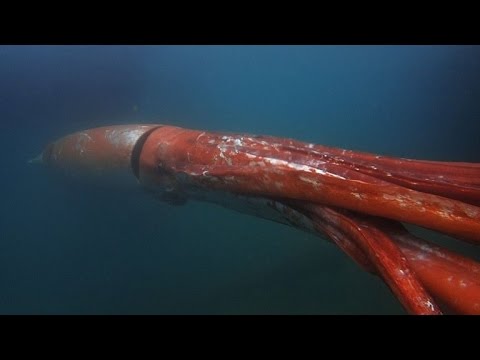 Vídeo: Lula de Humboldt - o misterioso gigante do fundo do mar