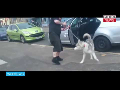 სახალისო მომენტების ვიდეოკოლაჟი