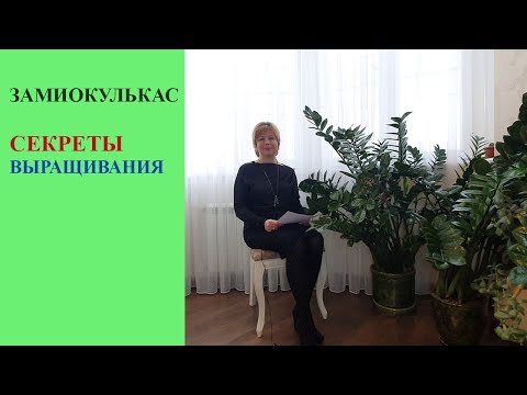 Замиокулькас.  Секреты выращивания.