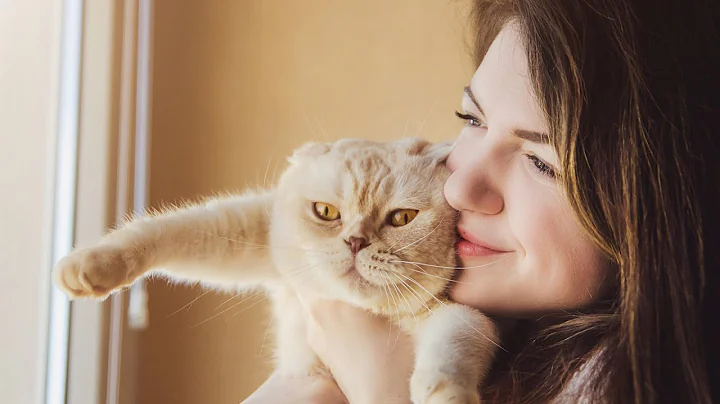 Why Cats Headbutt, And Should You Headbutt Them Back? - DayDayNews