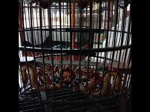 (@merpati sangkar ukir)cantik banget guysss sangkar burung perkutut