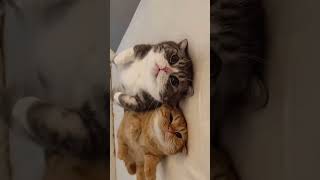 Kucing Absurd Lucu Bikin Ngakak