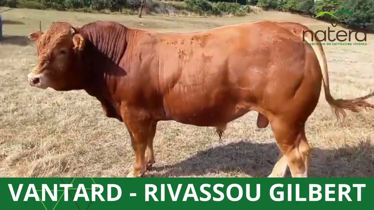 LOT 14   VANTARD   RIVASSOU GILBERT