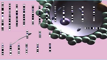 HEART DISEASE SYNTHESIS: LDL & HDL PARTICLES