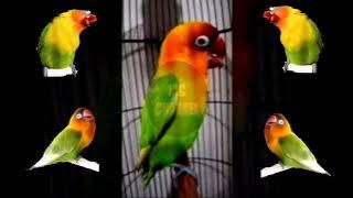 Tik Tik Tik Tek Tek Tek Cerrr... Masteran Lovebird Konslet 1 Jam Nonstop