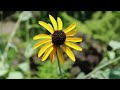 Compassionate Body Scan - 20 Minute Guided Meditation