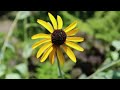 Compassionate Body Scan - 20 Minute Guided Meditation
