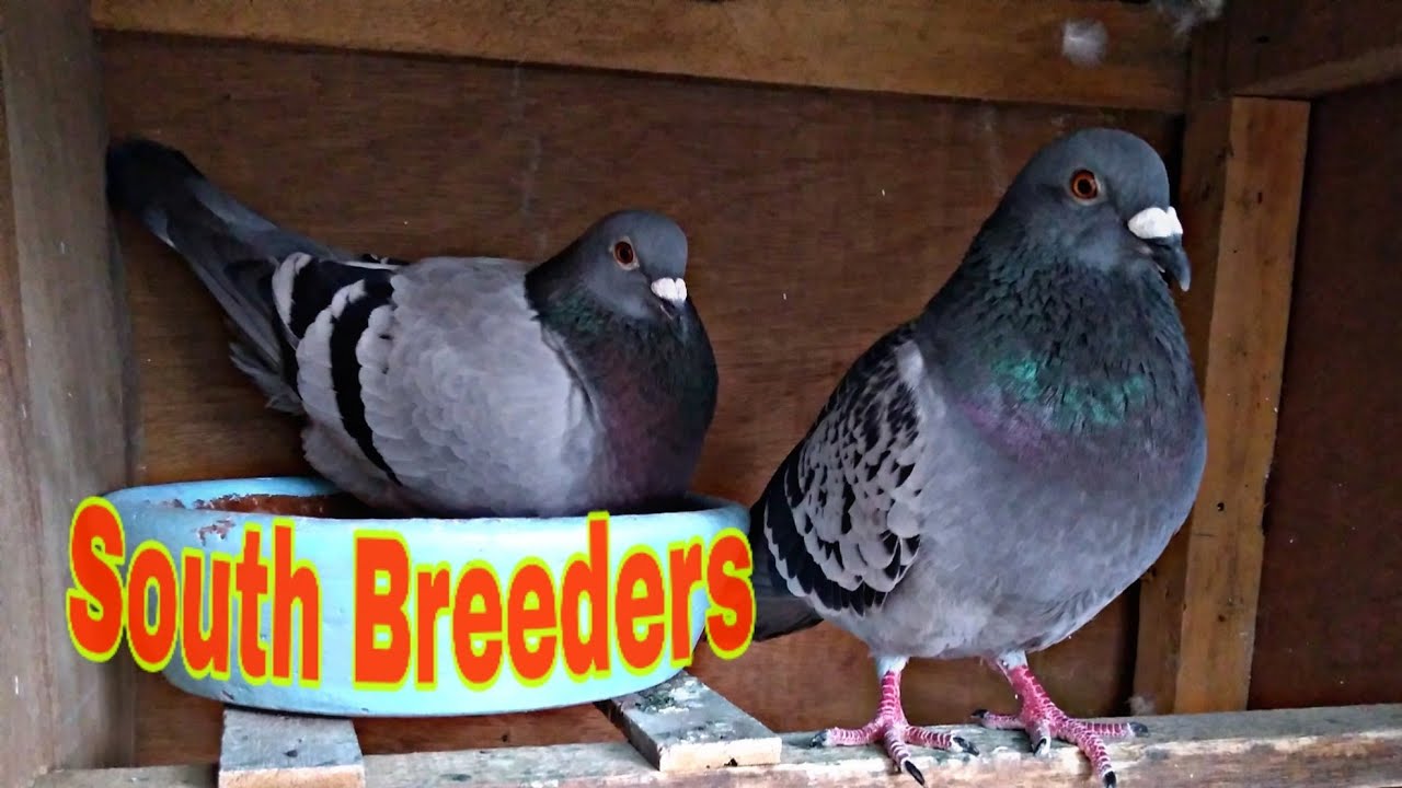 Kalapatids Nag pares na tayo ng pang South(Breeders for SDR2020)vlog#1