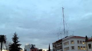 Birds flocking / Aerial dance