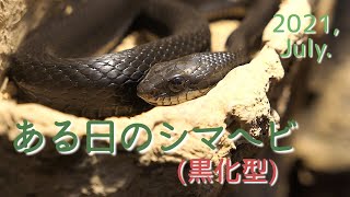 2021, July. Japanese Striped Snake Melanistic At Maruyama Zoo