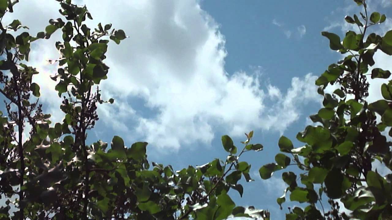 High Definition video test. Sony DSC W560, Clouds and trees YouTube