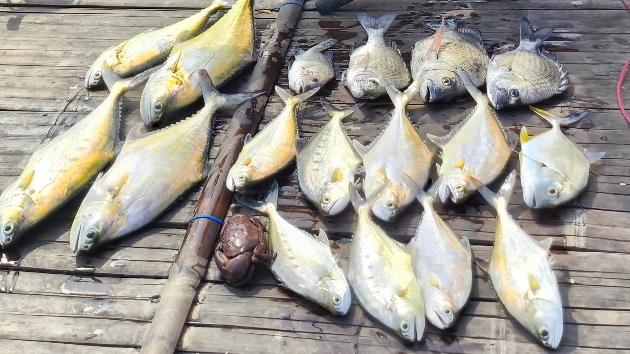 trip mancing bagan popaye gacor talang (lider banyak jebol)