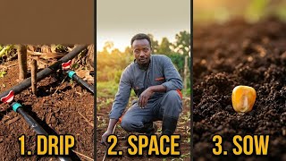 Planting Corn (Maize) for Maximum Yield