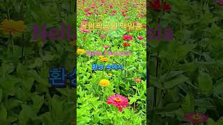 넬라 환타지아_사라 브라이트만#환상속에서#올림픽공원백일홍#shorts