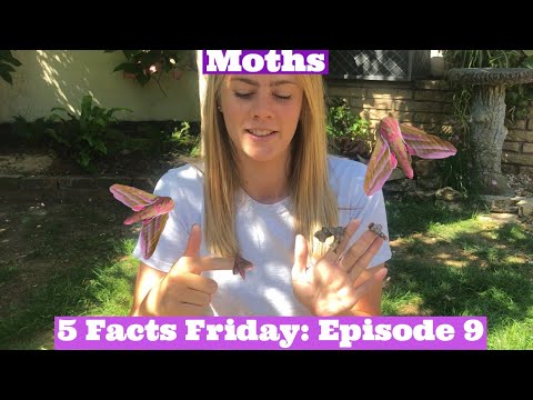 5 FACTS FRIDAY: Moths UK, Moth Trapping, Elephant Hawk Moth, Buff-tip, Moth Species
