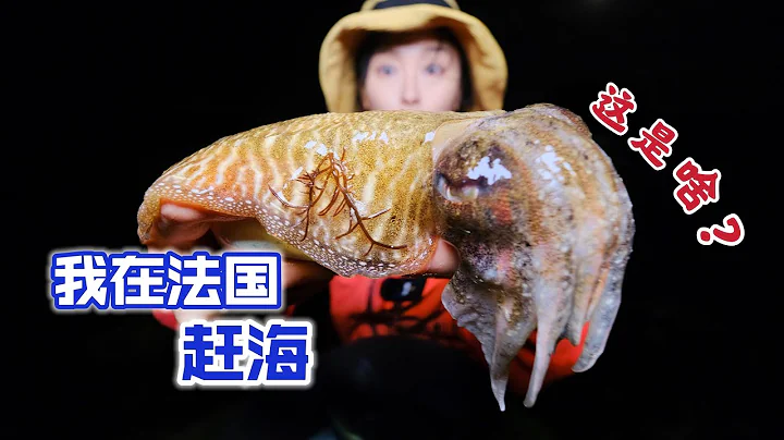 在法国赶海，被乌贼喷一手墨，蓝色翅膀的鱼你见过吗？| 赶海 | 抓螃蟹 | 法国 | 海鲜 | 抓鲍鱼 | 墨鱼 | - 天天要闻