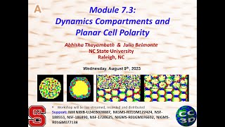 CC3D WS Module 7.3 Links and Compartmental Cells [Julio Belmonte] August 8 2023