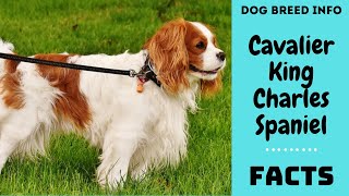 Cavalier King Charles Spaniel dog breed. All breed characteristics and facts about CKCS by Dog Breeds 5,284 views 5 years ago 5 minutes, 49 seconds