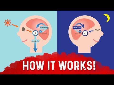 What is the Pineal Gland?