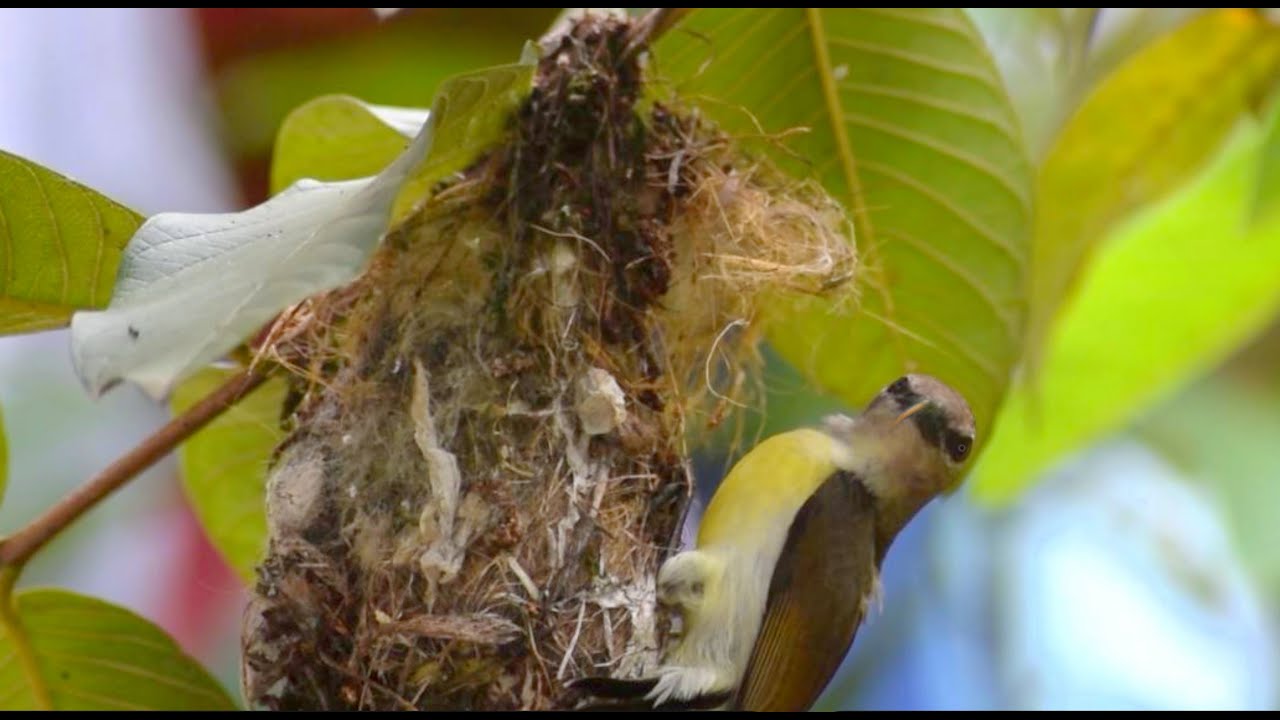 Wild Bird mom feed their baby and bird dad guard. - YouTube