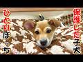 【保護犬 子犬】保護した子犬 ひとりは寂しいね+おまけコーナー