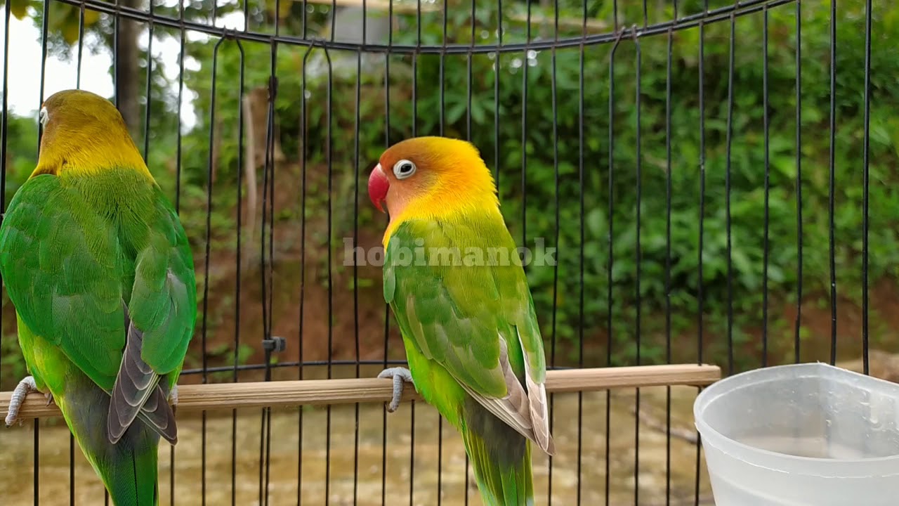 Lovebird bahan cepat respon dengar pancingan ini 