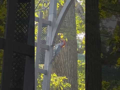Love Him 💙 Quick Visit  #woodpecker #backyard #birds #garden #beauty #nature #redbelliedwoodpecker