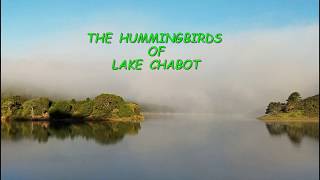 Hummingbirds of Lake Chabot by FarPointImages 42 views 4 years ago 1 minute, 33 seconds