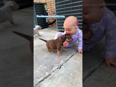 Cute micro bullies for sale at davidamericanbully.com, visit us today to get a discount & guarantee