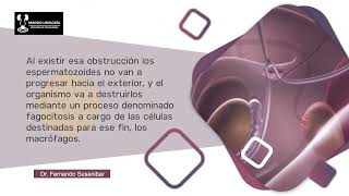 Vasectomía. Qué Pasa Con Los Espermatozoides.