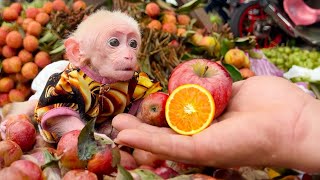 Bon Bon baby monkey chooses ripe fruit in the market by Home Pet 760 views 11 months ago 5 minutes, 20 seconds