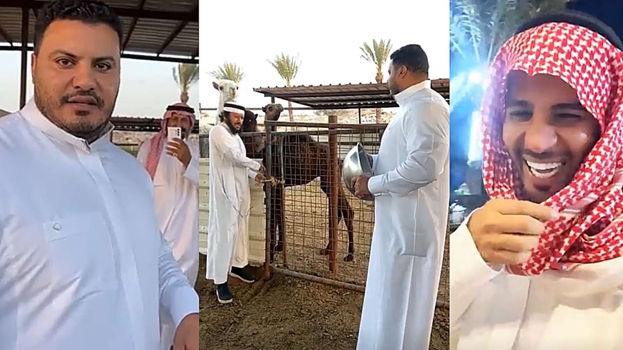 ابوفهد ورط احمد المصري يبيه يحلب الناقه و تورط معها 😂 سنابات ابوفهد