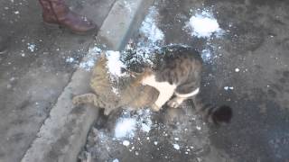 Кот-клещ Кот-клещ