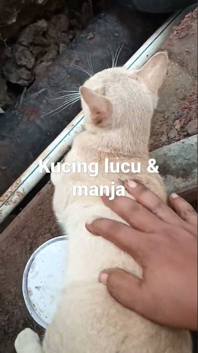 kucing bringas