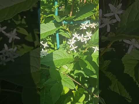 Сильный приворот на