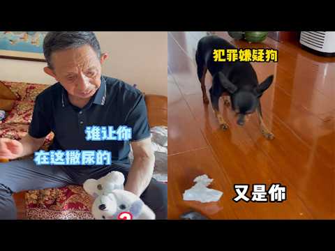 There's no dog Grandpa can't train hahaha #YoungZou #DogTraining #Funny #TooRelatable #BrilliantMind