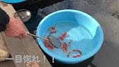 英語字幕版 全国金魚すくい選手権大会 ルール説明 Youtube 英語字幕版 全国金魚すくい選手権大会 ルール説明 Youtube