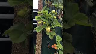 #garden #youtubeshort #gardening #plants #tomato #potato #pepper #flowers #strawberry #newlife