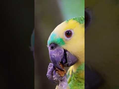 Yellow-headed amazon (Amazona oratrix)also known as the yellow-headed parrot
