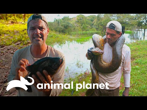 Tres peligrosos encuentros de Frank con animales en el Amazonas | Wild Frank | Animal Planet