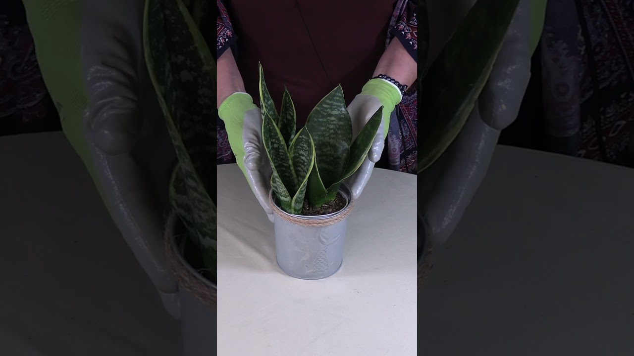 autumn queen philodendron Philodendron Erubescens - Autumn Queen | Uprooted