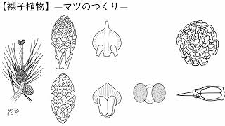 1. 種子植物の分類（サムネイル画像）