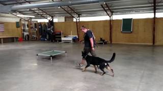 German Shepherd Female "Ruby" 11 Months Obedience Protection Trained Home Raised Dog For Sale