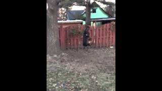 Joker And Jada Pitbulls