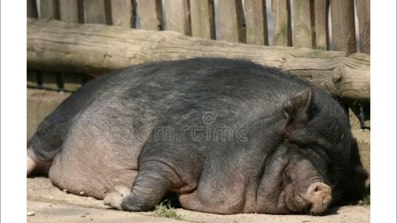 Морда поросенка. Стадо свиней. Кабан и свинка. Поросая. Поросая.