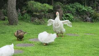 Goose and ducks after swimming in the water