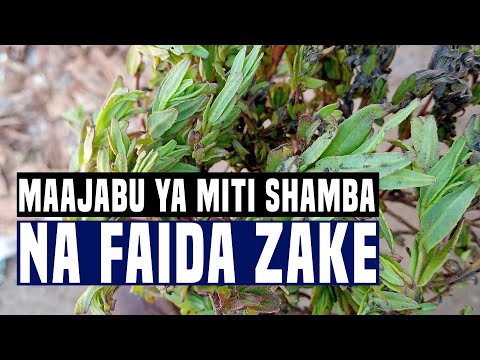 FAIDA YA KUTUMIA MITI SHAMBA NA JE NIKWELI DAWA ZA ASILI ZINATUSAIDIA KATIKA KUONDOSHA MATATIZO